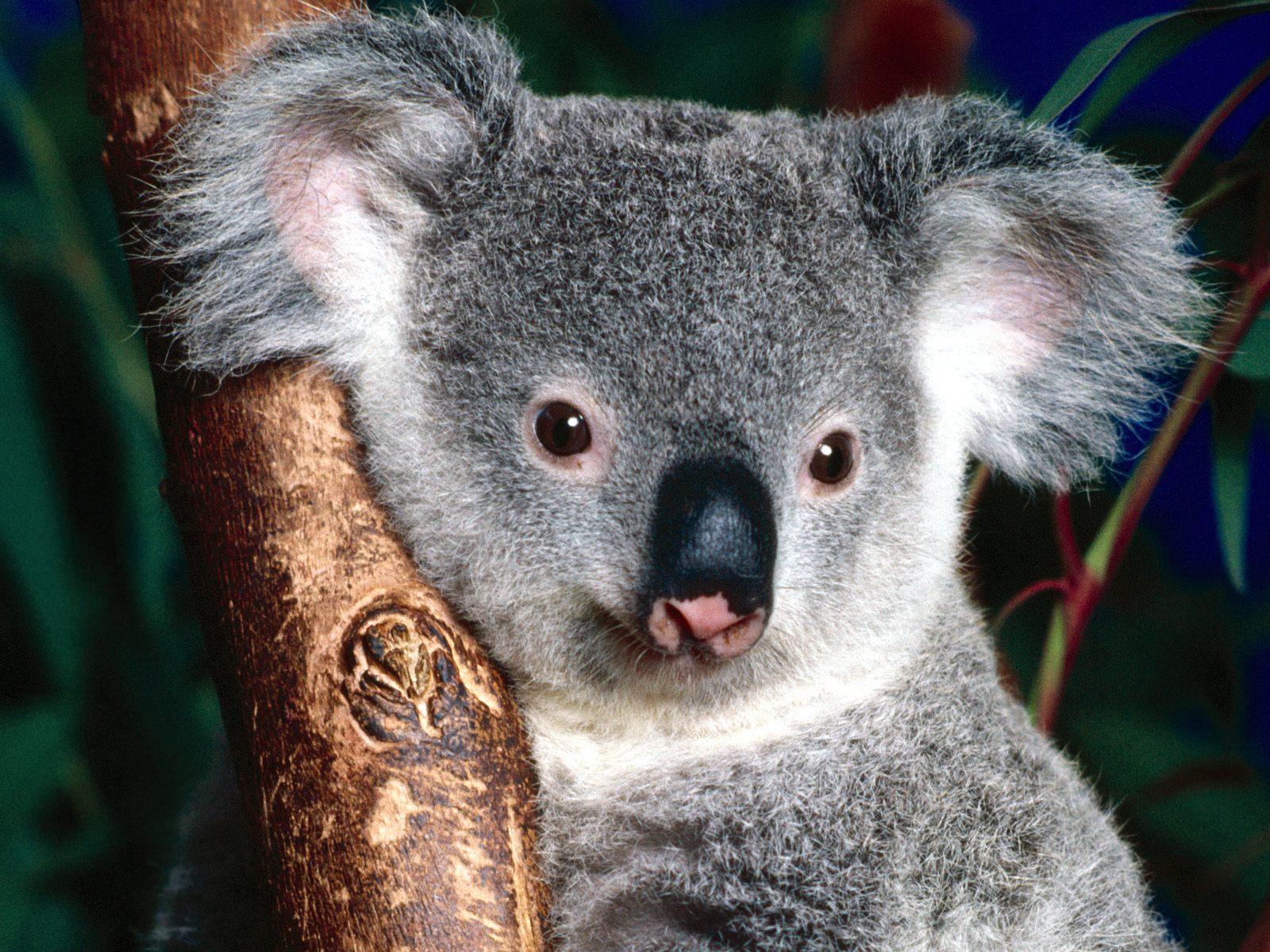 Tiere in australien hintergrundbild tiere in australien Tiere in australien hintergrundbild tiere in australien