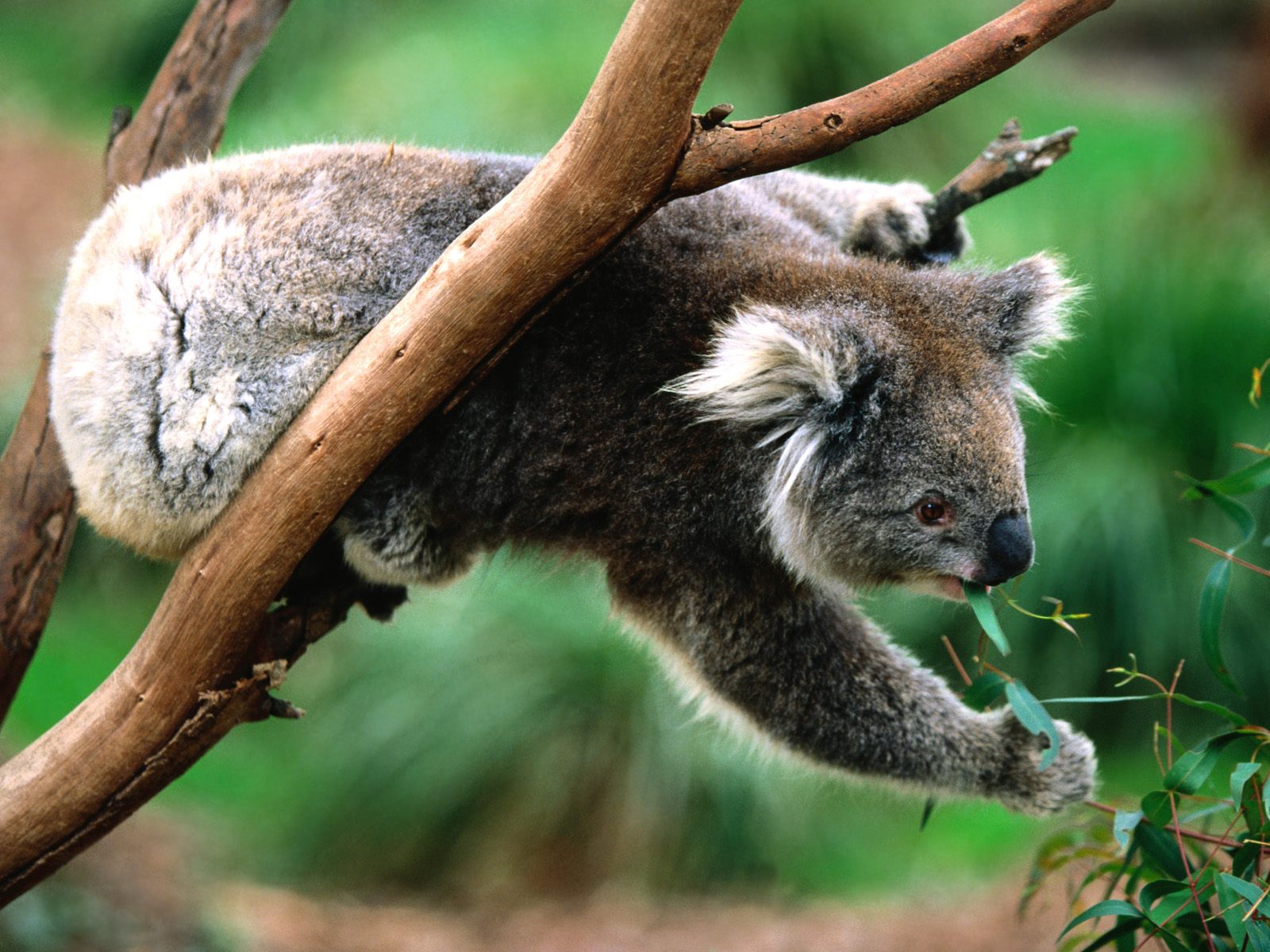 Tiere in australien hintergrundbild tiere in australien Tiere in australien hintergrundbild tiere in australien