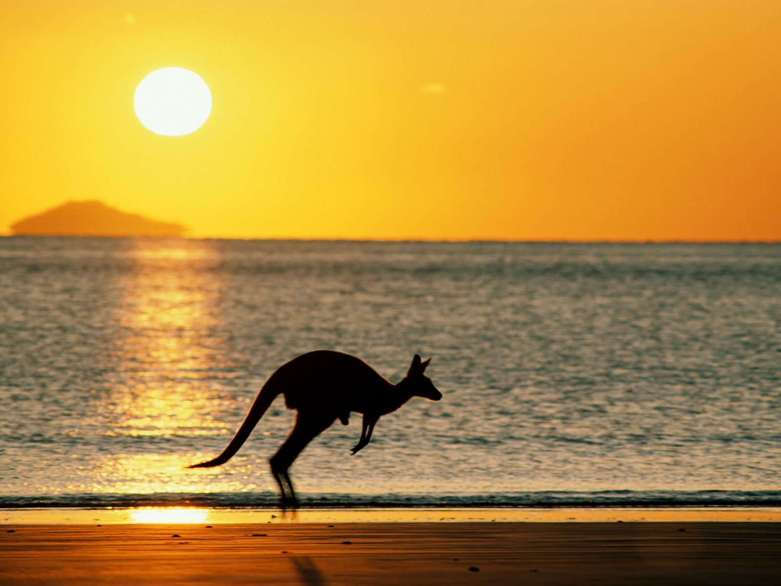 Tiere in australien hintergrundbild tiere in australien Tiere in australien hintergrundbild tiere in australien