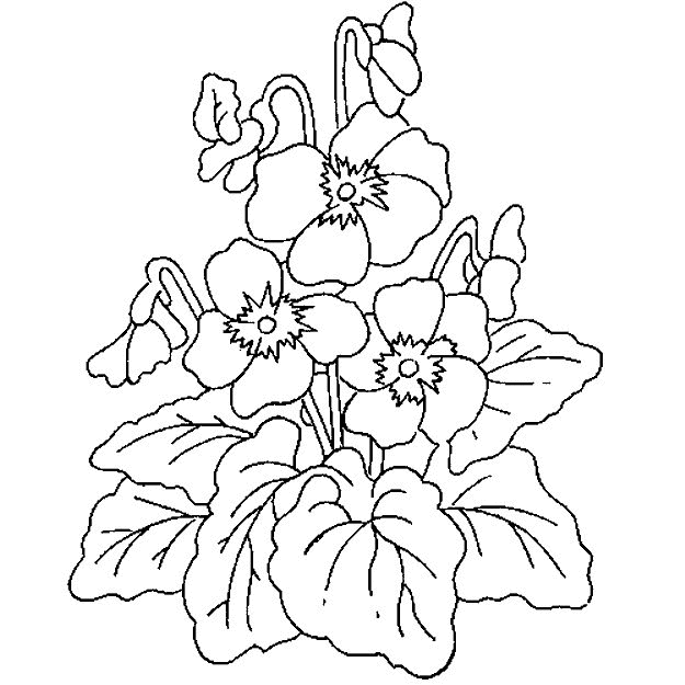blumen alphabetisch blumen alphabetisch