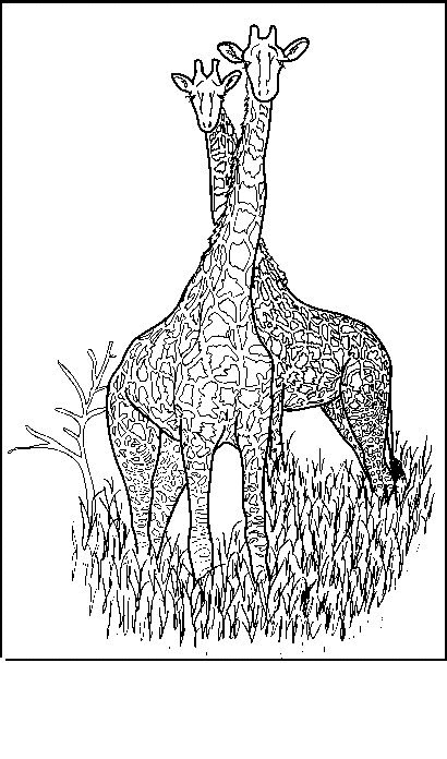 kidsnfunde  malvorlage giraffe giraffe