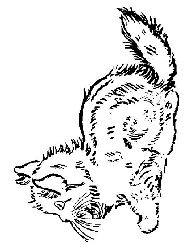 Kids-n-fun.de | Malvorlage Katze Katze