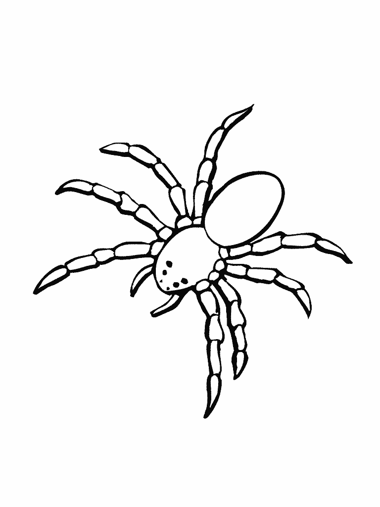 Kidsnfun.de 10 Ausmalbilder von Spinnen Kidsnfun.de 10 Ausmalbilder von Spinnen
