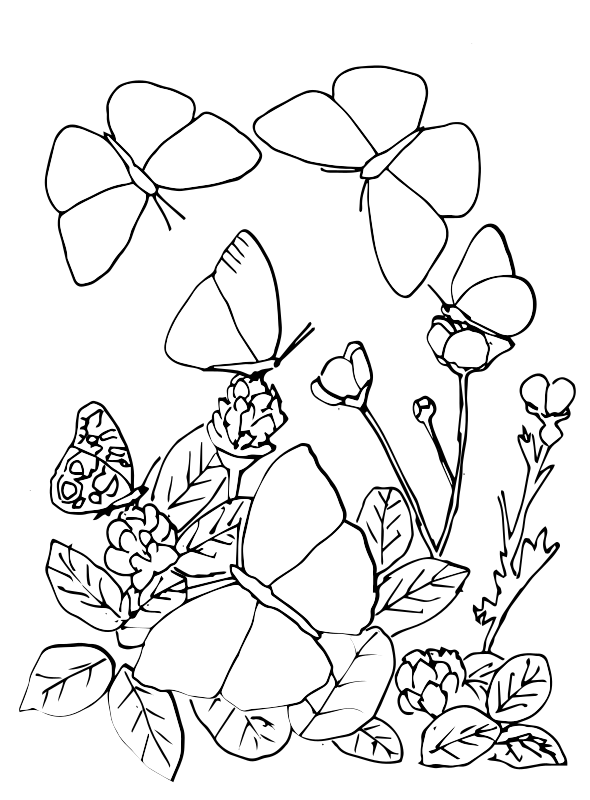kidsnfunde  malvorlage schmetterlinge schmetterlinge