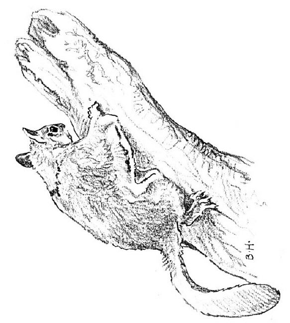 kidsnfunde  malvorlage eichhörnchen eichhörnchen