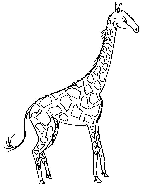 kidsnfunde  malvorlage giraffe giraffe