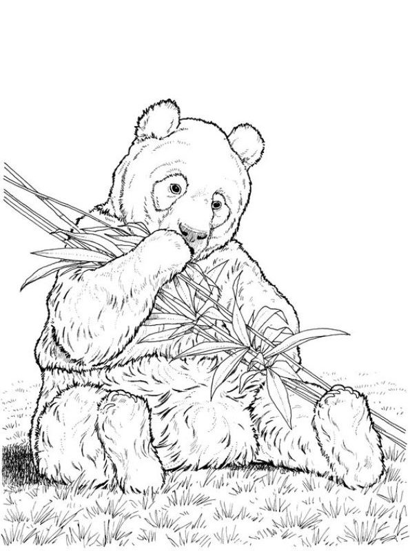 Kidsnfun.de Malvorlage Panda Panda