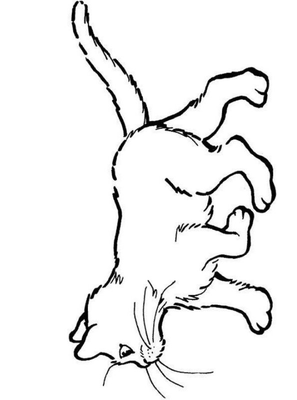 Kids-n-fun.de | Malvorlage Katze Katze