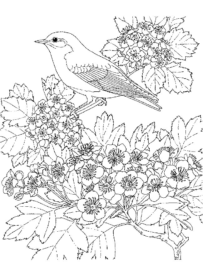 kidsnfunde  malvorlage vogel vogel